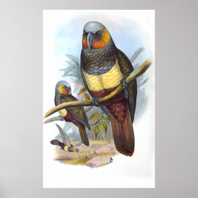 Poster Vintage Parrot Bird (Frente)
