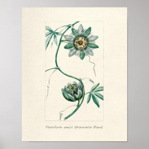 Poster Vintage Passion Flower