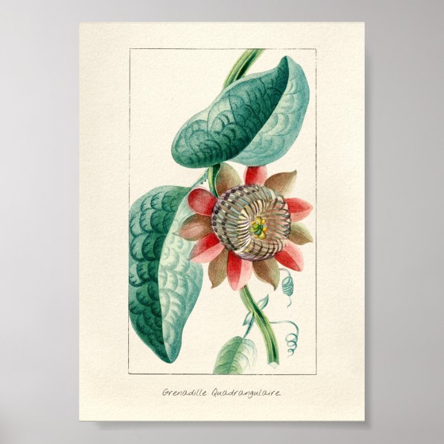 Poster Vintage Passion Flower (Frente)