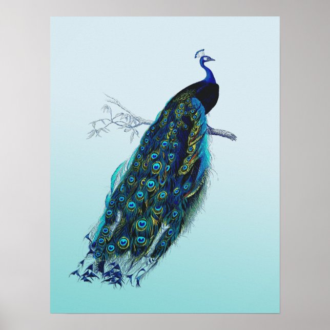 Poster Vintage Peacock (Frente)