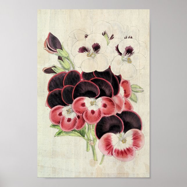 Poster Vintage Perdita, Modesty e Garibaldi Pelargoniums (Frente)