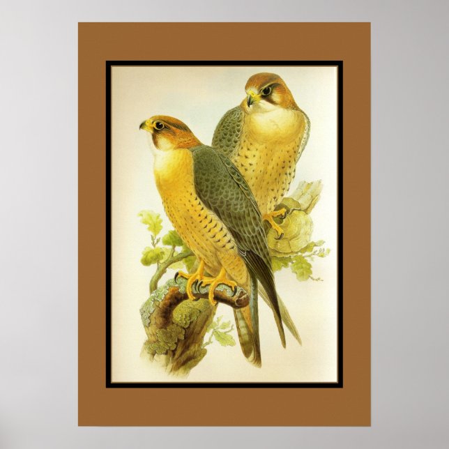 Poster Vintage Peregrine Falcon Birds (Frente)
