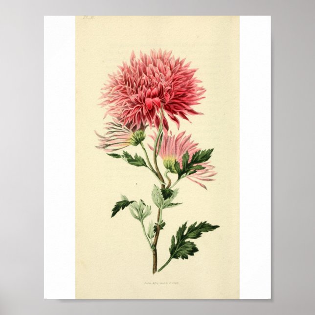 Pôster Vintage Pink Chrysanthemum Flower (Frente)