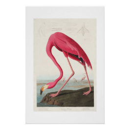 Pôster Vintage Pink Flamingo Audubon