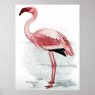 Pôster Vintage Pink Flamingo Painting