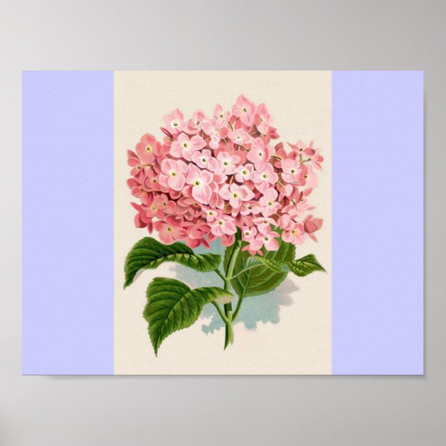 Pôster Vintage Pink Hydrangea (Frente)