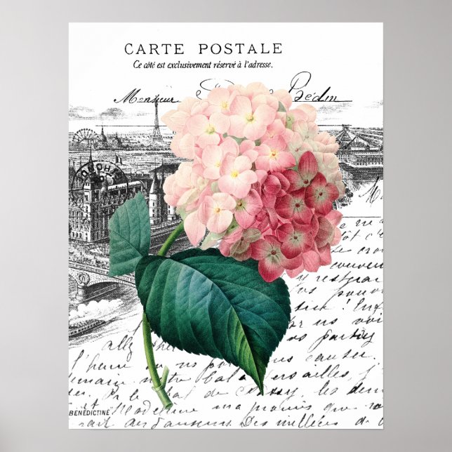 Poster Vintage Pink Hydrangea (Frente)