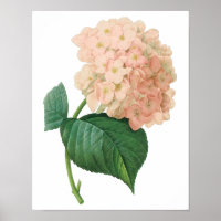 Vintage Pink Hydrangea Hortensia Flower por Redout