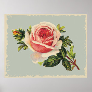 Pôster Vintage Pink Rose