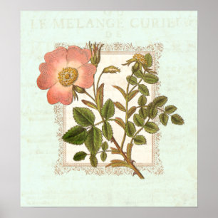 Pôster Vintage Pink Rose Shabby Elegance