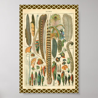 Pôster Vintage Plumas