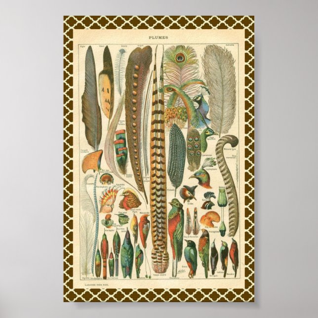 Pôster Vintage Plumas (Frente)