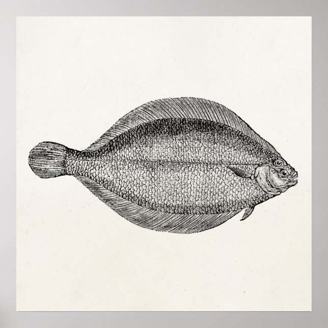 Poster Vintage Pole Flounder Fish Personalizado Modelo (Frente)