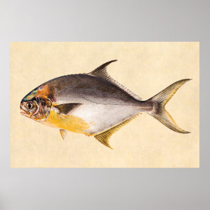 Poster Vintage Pompano Fish - Jogo Peixes Modelo Vazio