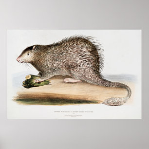 Poster Vintage Porcupine