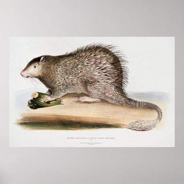 Poster Vintage Porcupine (Frente)
