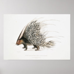 Poster Vintage Porcupine