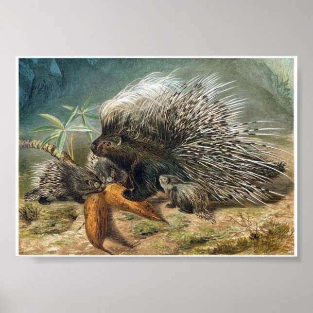 Poster Vintage Porcupine e bebês (Frente)