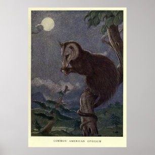 Poster Vintage Possum Painting (1909)