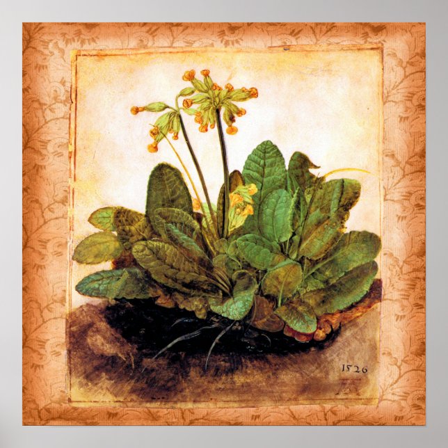 Poster Vintage Primrose Primula Flower (Frente)