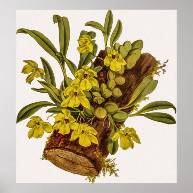 Poster Vintage Promenaea Stapelioides Orchid Flower (Frente)