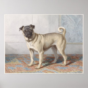 Poster Vintage Pug