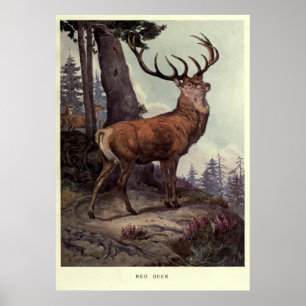 Pôster Vintage Red Deer Painting (1909)