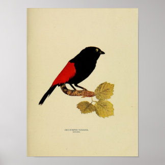 Pôster Vintage Red Rumped Tanager Fotografia