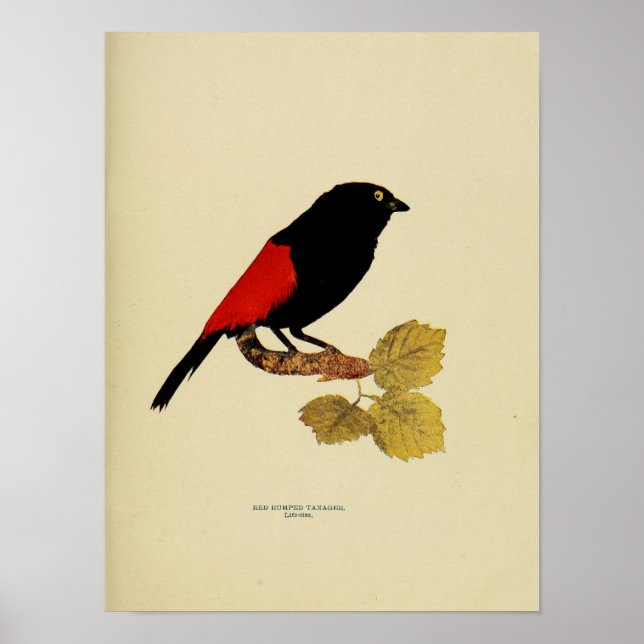 Pôster Vintage Red Rumped Tanager Fotografia (Frente)