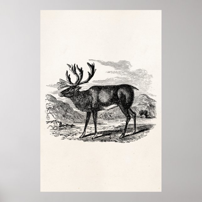 Poster Vintage Reindeer Personalizada Ilustração de Veado (Frente)
