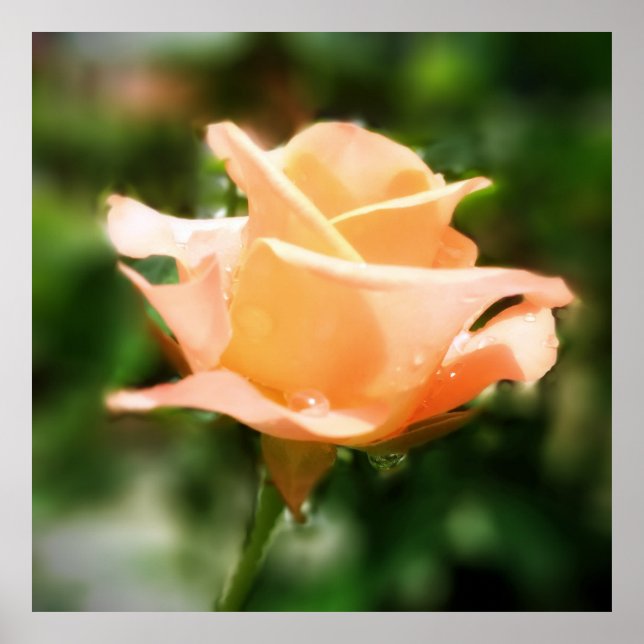 Pôster Vintage Rosa (Frente)