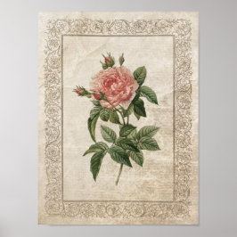 Pôster Vintage Rosa I Botânico