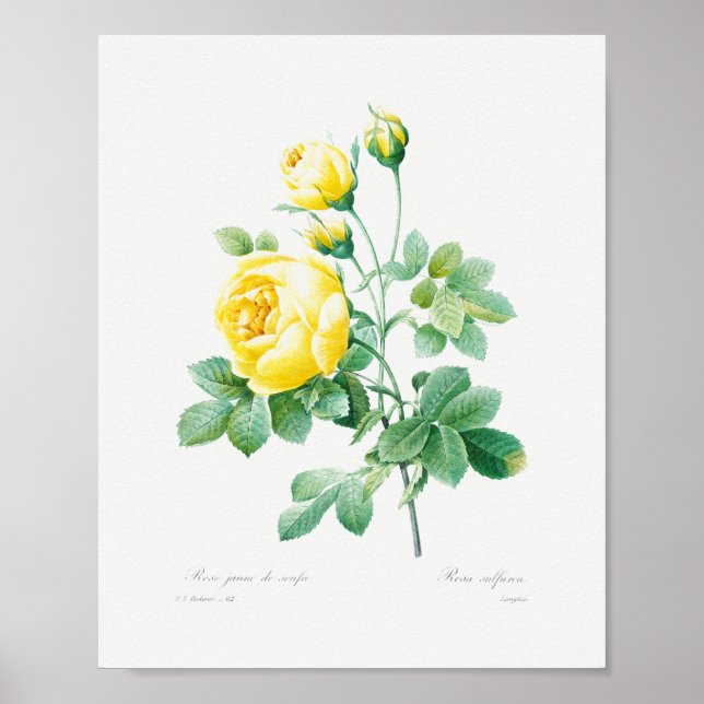Poster Vintage Rosas Amarelas Florais (Frente)