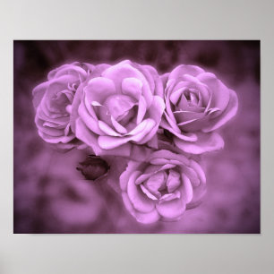 Poster Vintage Roses Purple