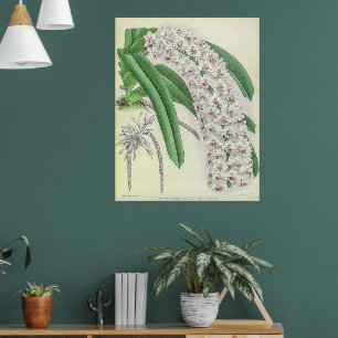 Poster Vintage Saccolabium Blumei Orchid Flower