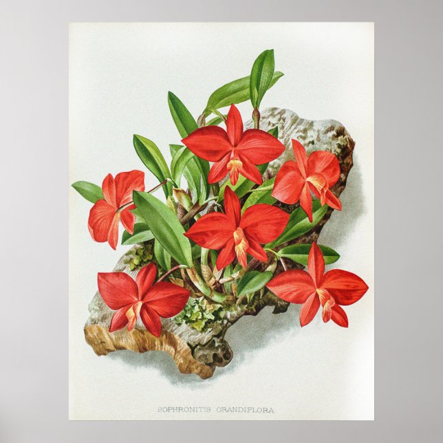 Poster Vintage Scarlet Sophronite Orquídea Flor (Frente)