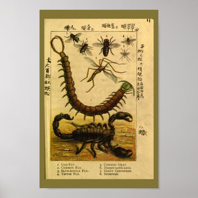 Pôster Vintage Scorpion Insetos História Natural Impressã (Frente)