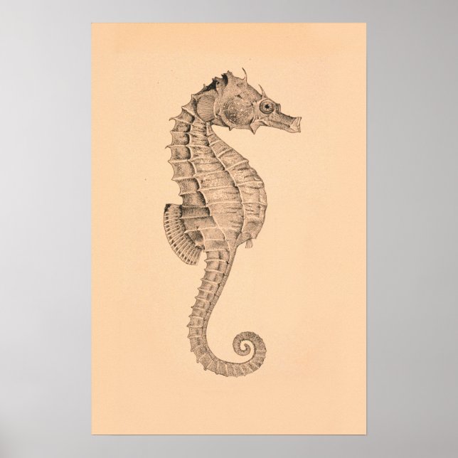 Poster Vintage Sea Horse Diptych I (Frente)