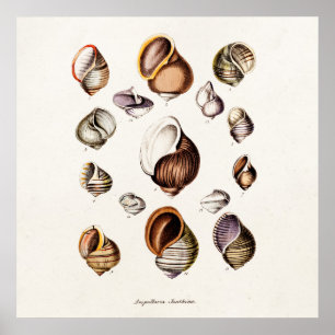 Pôster Vintage Sea Shells Personalizadas