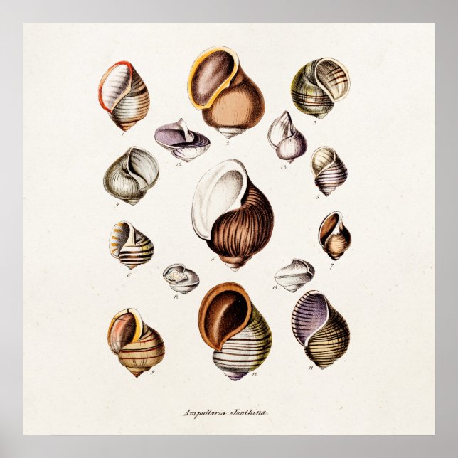 Pôster Vintage Sea Shells Personalizadas (Frente)