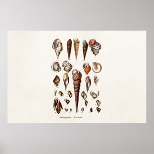 Poster Vintage Sea Shells Personalizados Retro Auger Shel