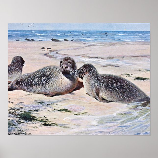 Pôster Vintage Seals on Beach Art (Frente)