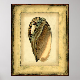 Poster Vintage Seashell Russo