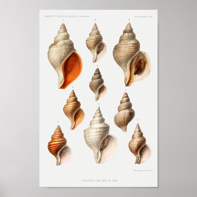 Poster Vintage Seashells Illustration (Frente)