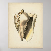 Vintage Sepia Conch Shell