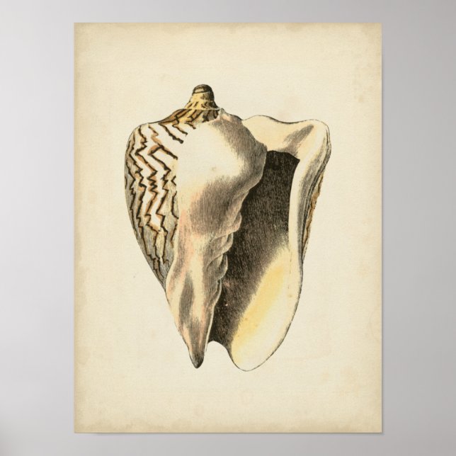 Pôster Vintage Sepia Conch Shell (Frente)
