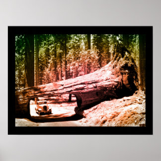 Pôster Vintage Sequoia Park Drive