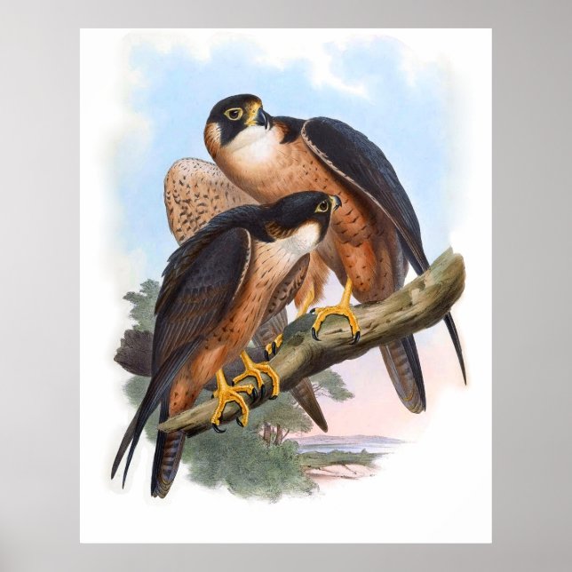 Poster Vintage Shaheen Falcon Bird (Frente)