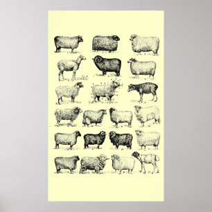 Poster Vintage Sheep