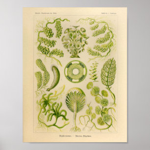Pôster Vintage Siphoneae Color Ernst Haeckel Art Impress
